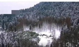 天鹅林场最新爆料视频,最新爆料视频揭秘惊人真相